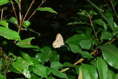 Lethe syrcis