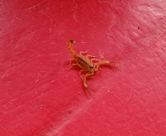 Tityus stigmurus