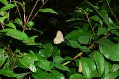Lethe syrcis