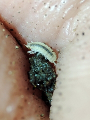 Miktoniscus bisetosus