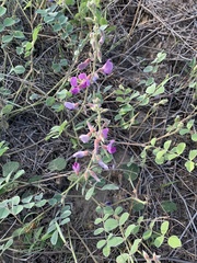 Tephrosia lindheimeri