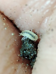 Miktoniscus bisetosus