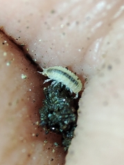 Miktoniscus bisetosus