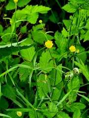 Ranunculus cassubicus