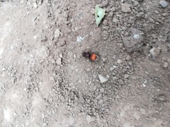 Pseudomethoca brazoria