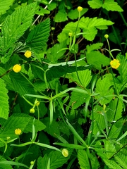 Ranunculus cassubicus