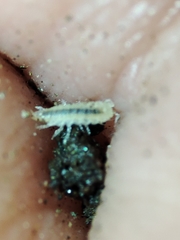 Miktoniscus bisetosus