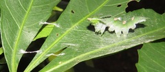 Charaxes varanes varanes