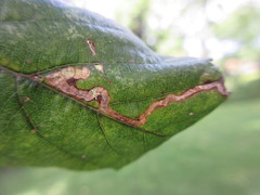 Stigmella aurella