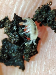 Miktoniscus bisetosus