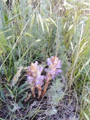Phelipanche caesia