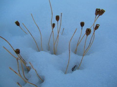Papaver labradoricum