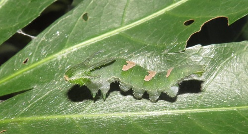 White Pearl Emperor