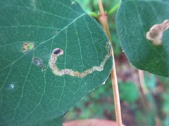 Insecta