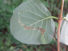 Insecta