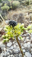 Heterocnemis graeca