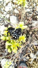 Heterocnemis graeca