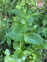 Sabatia angularis
