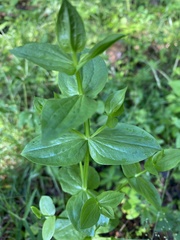 Sabatia angularis