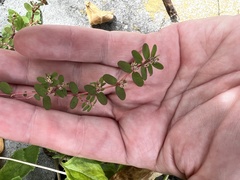 Euphorbia thymifolia