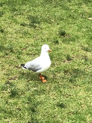 Chroicocephalus novaehollandiae