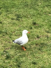 Chroicocephalus novaehollandiae