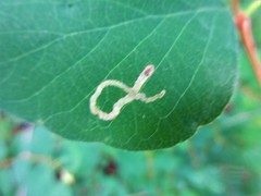 Insecta