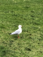 Chroicocephalus novaehollandiae