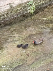 Gallinula chloropus