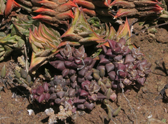 Anacampseros arachnoides