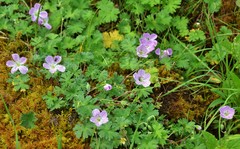 Geranium dolomiticum