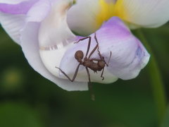 Acromyrmex octospinosus
