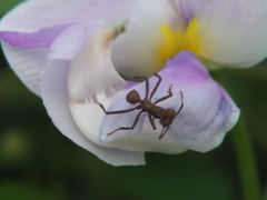 Acromyrmex octospinosus