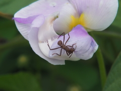 Acromyrmex octospinosus