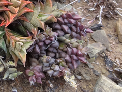 Anacampseros arachnoides