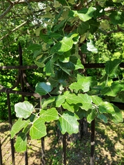 Populus