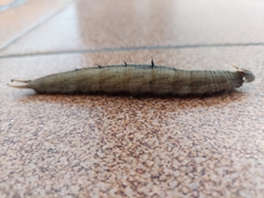 Caligo