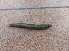 Caligo