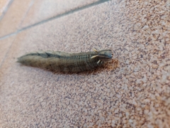 Caligo