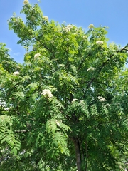 Sorbus aucuparia
