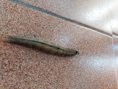 Caligo