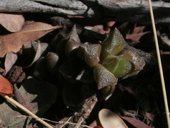 Anacampseros arachnoides