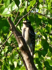 Dryobates pubescens