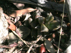 Anacampseros arachnoides