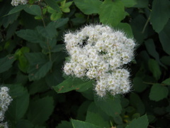Spiraea corymbosa