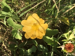 Malvastrum aurantiacum