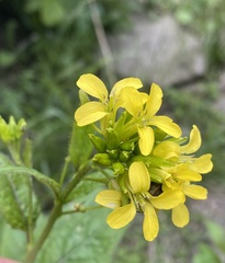 Sisymbrium luteum
