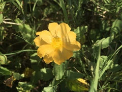 Malvastrum aurantiacum