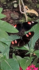 Heliconius telesiphe