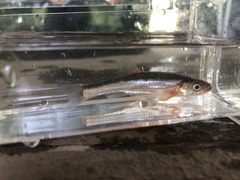 Notropis percobromus